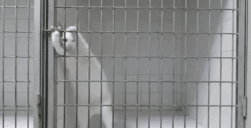 Cute Cat Opening The Lock In Jail GIF