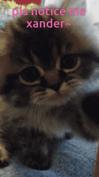 Cute Cat Please Notice Me Xander  GIF