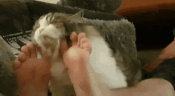Cute Cat Relaxing In Human Legs GIF