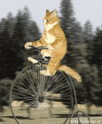 Cute Cat Riding Bicycle Cartoon GIF