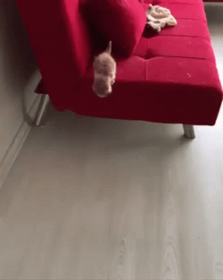 Cute Cat Running GIF
