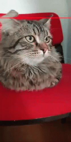 Cute Cat Scanners GIF