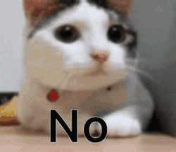 Cute Cat Shaking Head No No GIF