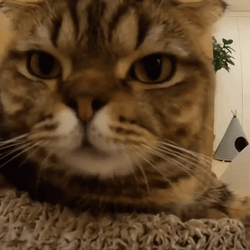 Cute Cat Sniffing Yawning GIF