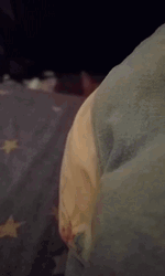 Cute Cat Stalker GIF