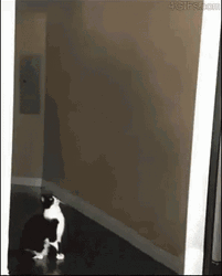 Cute Cat  Taken By Alien Spaceship GIF