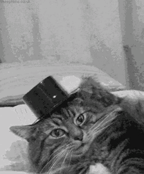 Cute Cat Top Hat GIF