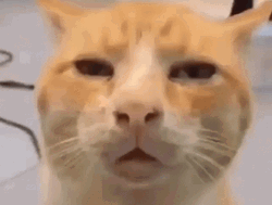 Cute Cat Unamused Reaction GIF | GIFDB.com