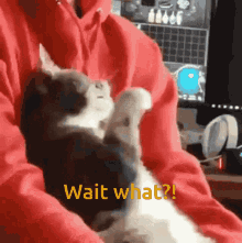 Cute Cat Wait What You Staring At GIF