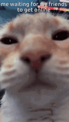 Cute Cat Waiting Friends Online GIF