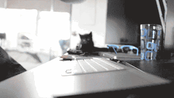 Cute Cat Wants Fingers Off Computer GIF
