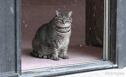Cute Cat Watching Snow Storm GIF