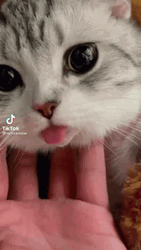 Cute Cat With Tongue Out Meow GIF