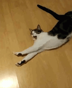 Cute Cat Yawn And Stretch On Floor GIF