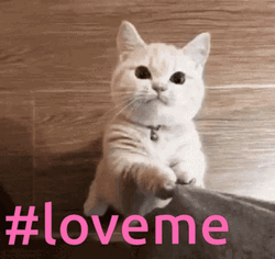Cute Cat You Love Me GIF