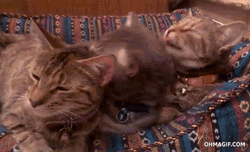 Cute Cats Cuddle Lick GIF