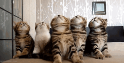 Cute Cats Curious Kittens  GIF