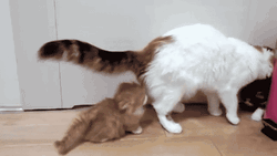 Cute Cats Family Love GIF