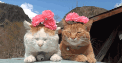 Cute Cats Flowers Sunbathing GIF