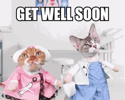 Cute Cats Get Well Soon GIF