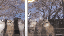 Cute Cats Lick Doodle Eyes GIF