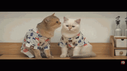 Cute Cats Licking Each Other GIF