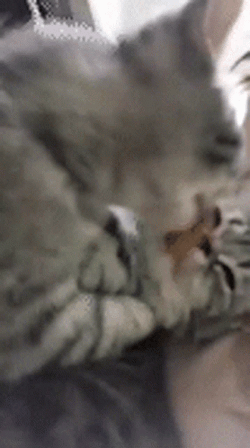 Cute Cats Licking Face GIF