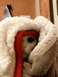 Cute Cats Peeking GIF