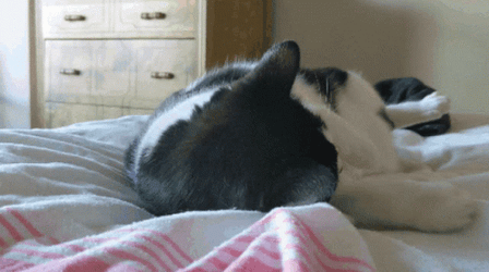 Cute Cats Playing On Bed GIF