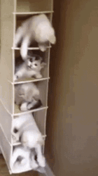 Cute Cats Playing On Shelf GIF