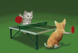 Cute Cats Playing Table Tennis GIF