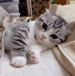 Cute Cats Rolling On Bed GIF