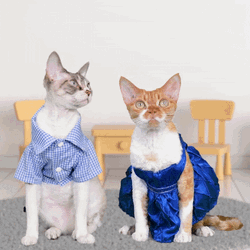 Cute Cats Thank You GIF
