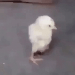 Cute Chick Back Stretch GIF