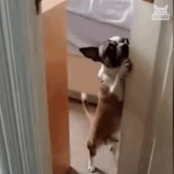 Cute Chihuahua Closing Door