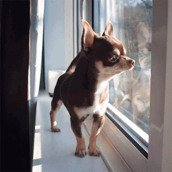 Cute Chihuahua Dog Barking  GIF