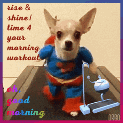 Cute Chihuahua In Treadmill For Good Morning Exercise GIF