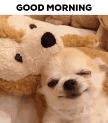 Cute Chihuahua Sleeping Good Morning Puppy GIF