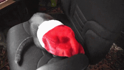 Cute Christmas Cat Wearing Christmas Hat GIF