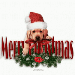 Cute Christmas Dog Merry Christmas GIF