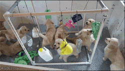 Cute Chubby Playful Puppies  GIF