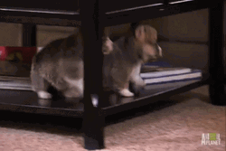 Cute Chubby Puppies Sliding GIF