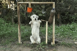 Cute Clueless Dog GIF