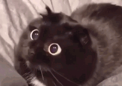 cute shocked cat