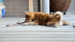 Cute Corgi Dog Playing  GIF