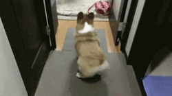 Cute Corgi Dog Wiggle GIF