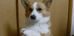 Cute Corgi Hands Together GIF