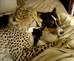 Cute Couple Animals In Bed Snuggle GIF