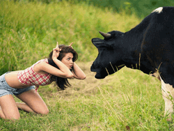 Cute Cow Blowing Woman Away