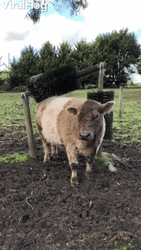 Cute Cow Enjoying Cow Brush